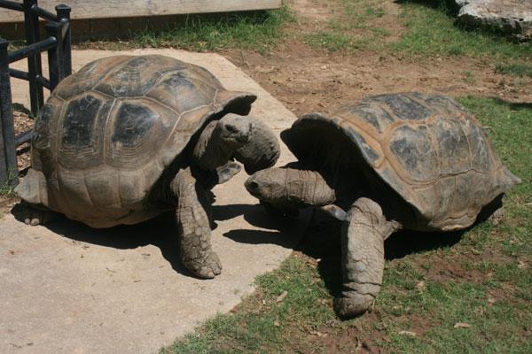 Huge turtles