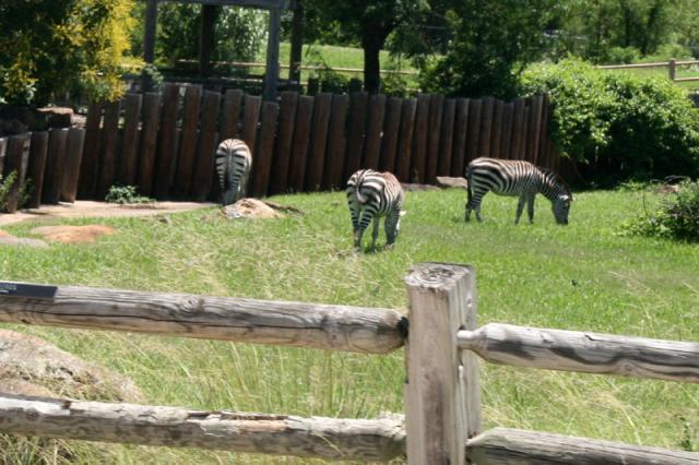 Zebras!